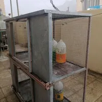 قفس پرنده|پرنده|ابریشم, |دیوار