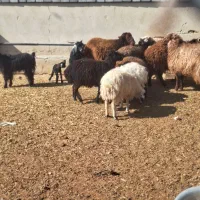 بره نر کشتاری