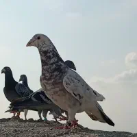 سار  نر پور خال عالی همه چیز تموم