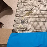 یک جفت عروس هلندی به همراه متعلقات