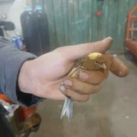 قناری ماده اماد جفت سهره