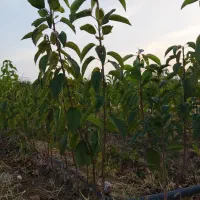 نهال گیلاس تکدانه رو  پایه آلبالوی رسمی(بومی)|خدمات باغبانی و درختکاری|تبریز, |دیوار