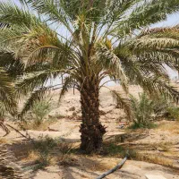 سلام خریدار نخل خرما ۲تا ۳متری با زمین واب