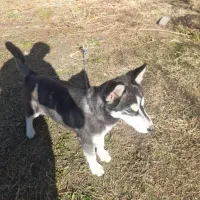 توله سگ هاسکی