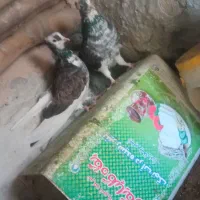 کفتر جوجه پرشی