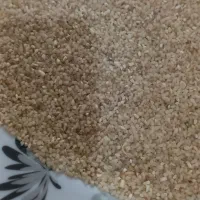 برنج شیرین دره ریزه