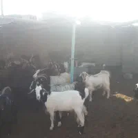 ۵۰ راس بز
