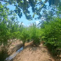 باغچه ویلا