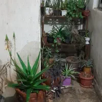 گل های طبیعی