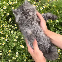 بریتیش دبل خرسی اسموک ی