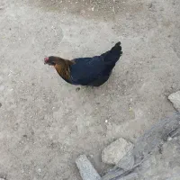 مرغ|حیوانات مزرعه|درگهان, |دیوار