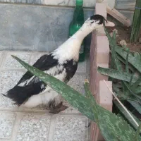 اردک|حیوانات مزرعه|اسلام‌شهر, شهرک توحید|دیوار