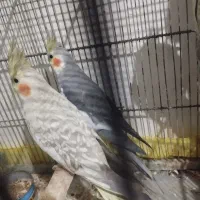 عروس هلندی همراه جوجه