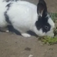 خرگوش زرنگ چهار ساله