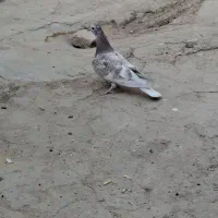 کبوتر