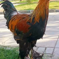نیمچه برهما وارداتی رومانی دررنگ BSO پاتریچ  بلو|حیوانات مزرعه|اسلامشهر, شهرک واوان|دیوار