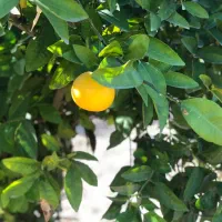 باغچه فروش فوری