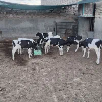 9 راس گوساله گاوداری درجه یک