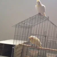 عروس هلندی و مرغ عشق انگلیسی|پرنده|کرج, حصار|دیوار