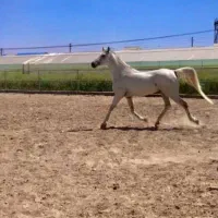 اسب نریون عرب