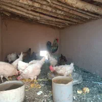 مرغ و خروس