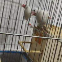 فنج نرگسی|پرنده|قم, ولیعصر|دیوار