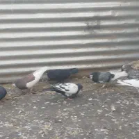 کبوتر پرشی|پرنده|شیراز, کوشک میدان|دیوار