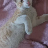 واگذاری  بچه گربه نژاد DSH