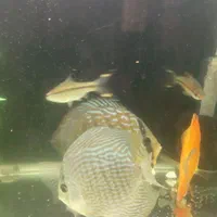 دیسکس|ماهی|کرمانشاه, |دیوار