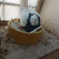 جفت طوقی|پرنده|بهبهان, |دیوار