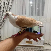 کفتر دستی نر