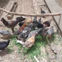 نیمچه گلین لری دم تخم