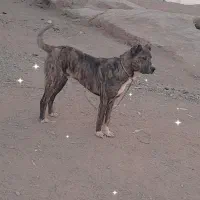 سگ 7 ماهه|سگ|سده (خراسان جنوبی), |دیوار