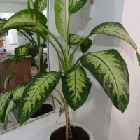 گل دیفن باخیا|گل و گیاه طبیعی|تالش, هشتپر|دیوار