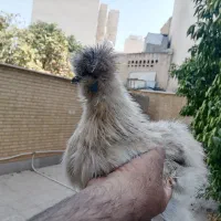 3عددمرغ وخروس ابزیشمی وسلطان|حیوانات مزرعه|شیراز, آبیاری|دیوار