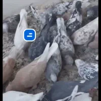 فروش کبوتر خوب