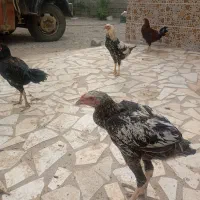 چندتا خروس افغان ولاری ومحلی|حیوانات مزرعه|کهنوج, |دیوار