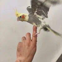 عروس هلندی زیبا و سالم