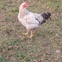 خروس و کاتیک۴۰۰تومن|حیوانات مزرعه|سیاهکل, |دیوار