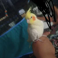 عروس هلندی سخنگو