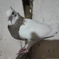 کبوتر|پرنده|شیراز, شیخ علی چوپان|دیوار