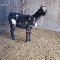 بز ترکی|حیوانات مزرعه|یزد, |دیوار