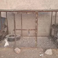 قفس کبوتر پرنده سگ و مرغ