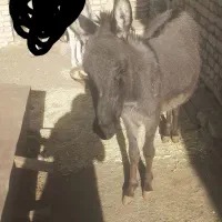 الاغ یا خر .کره الاغ ماده