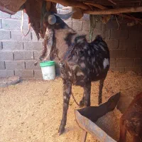 بز (پاکستانی)|حیوانات مزرعه|رفسنجان, |دیوار