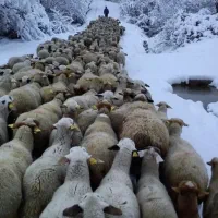 ارسال رایگان پخش دام زنده بهداشتی گوسفند زنده کرج