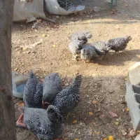 تخم نطفه دار وجوجه گلین باکیفیت و نیمچه امروک|حیوانات مزرعه|مشهد, زیبا شهر|دیوار