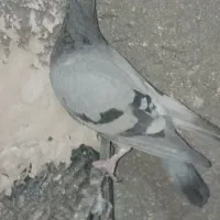 کبوتر|پرنده|سلامی, |دیوار