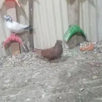 ماده سرخ|پرنده|دورود, |دیوار