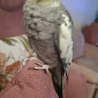 عروس هلندی نر بالغ و جوان